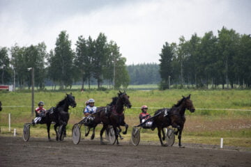 29 ravit