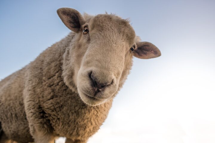 sheep-gd6e4f2472_1920