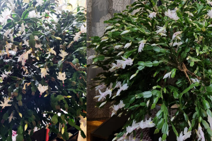 50 joulukaktus kopio