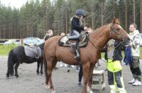 28 hevoset