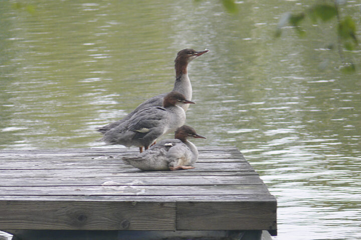 38 250805 Isokoskelonko poikasia, PR kopio