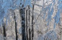 lumisia puita metsässä