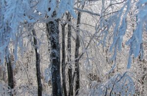 lumisia puita metsässä