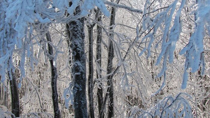 lumisia puita metsässä