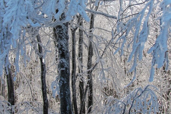 lumisia puita metsässä