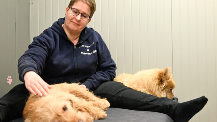 Merja Heikkilä hieroo bretagnenbassetti Unnaa. Mittelspitz Örri odottaa kiltisti omaa vuoroaan.