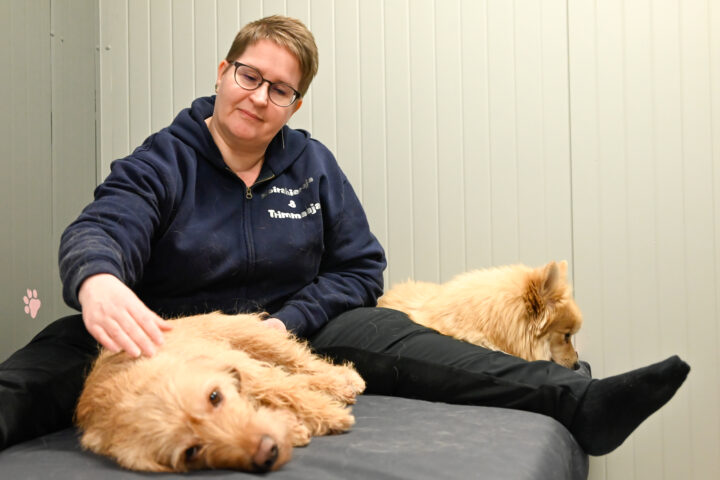 Merja Heikkilä hieroo bretagnenbassetti Unnaa. Mittelspitz Örri odottaa kiltisti omaa vuoroaan.