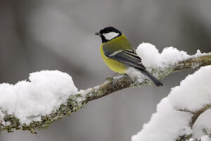 pb-talitiainen-pekka-nurminen