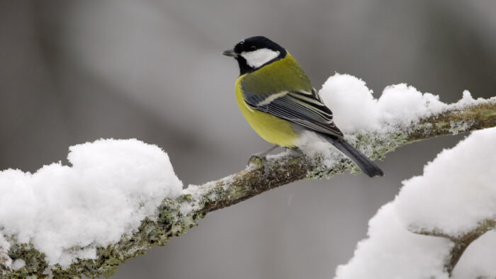 pb-talitiainen-pekka-nurminen