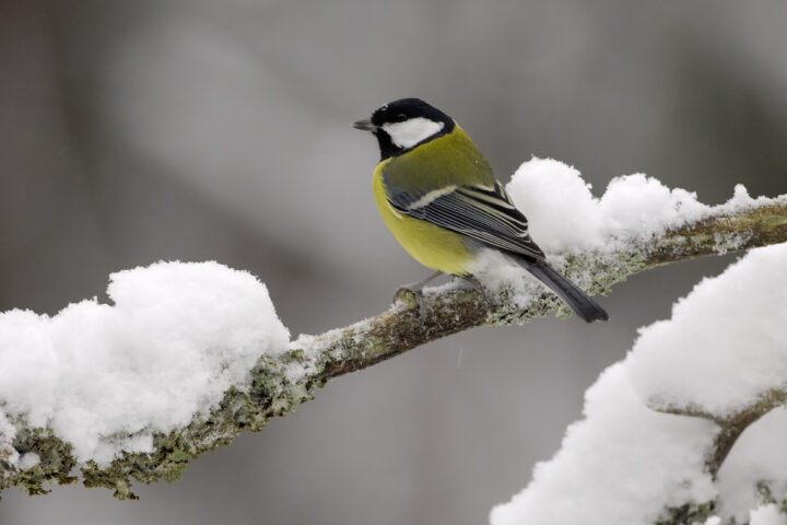 pb-talitiainen-pekka-nurminen