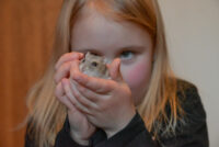 Jasmin Leipälä esittelee kääpiöhamsteri Hippua.