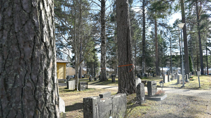 14 Puita hautausmaalla