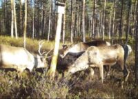 lukijalta, metsäpeura