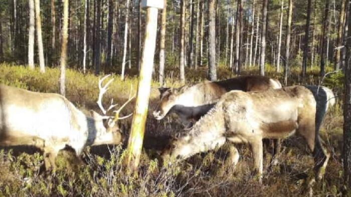 lukijalta, metsäpeura