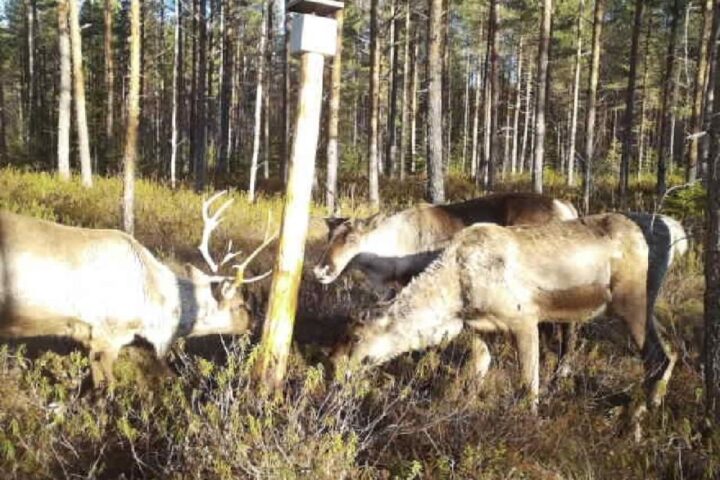 lukijalta, metsäpeura