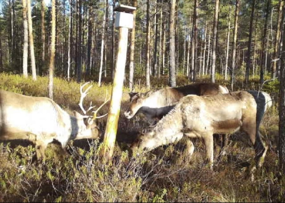lukijalta, metsäpeura
