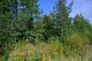 35 Metsää
