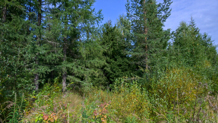 35 Metsää