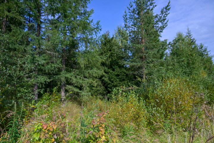 35 Metsää