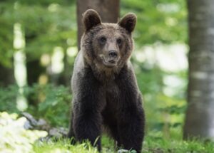 karhu simonecappe91-bear-8275920
