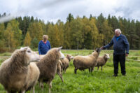 38 kanat ja lampaat5