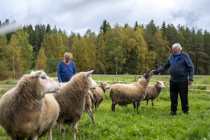 38 kanat ja lampaat5